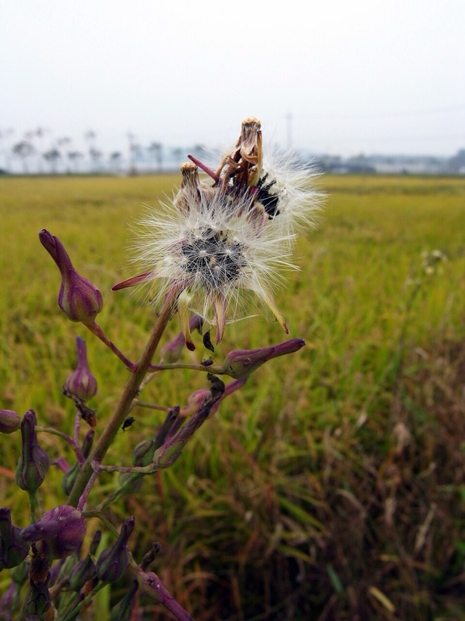 Ảnh minh hoạ Bồ Công Anh Việt Nam (Lactuca indica) 5