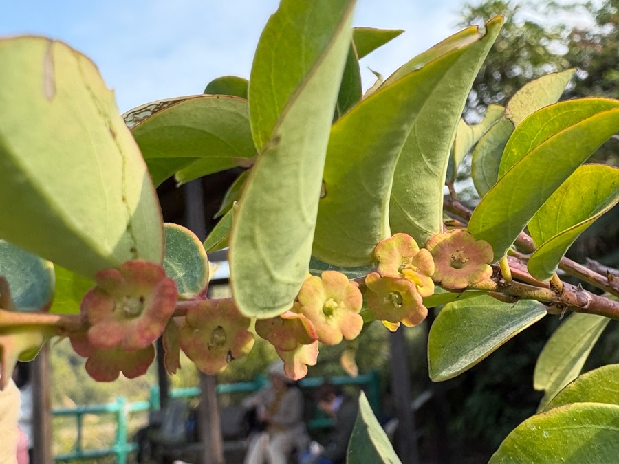 Ảnh minh hoạ Bồ Cu Vẽ (Breynia fruticosa) 1