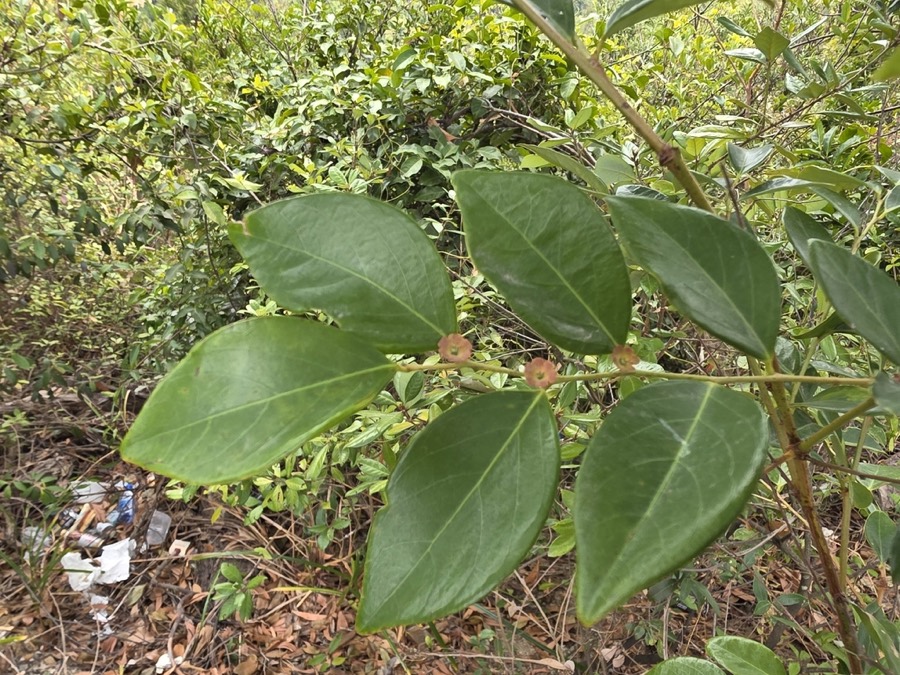 Ảnh minh hoạ Bồ Cu Vẽ (Breynia fruticosa) 2
