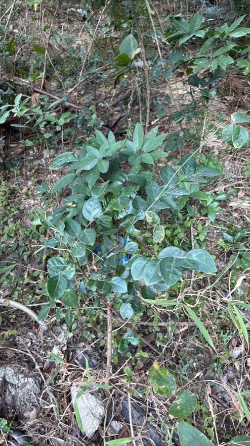 Ảnh minh hoạ Bồ Cu Vẽ (Breynia fruticosa) 3