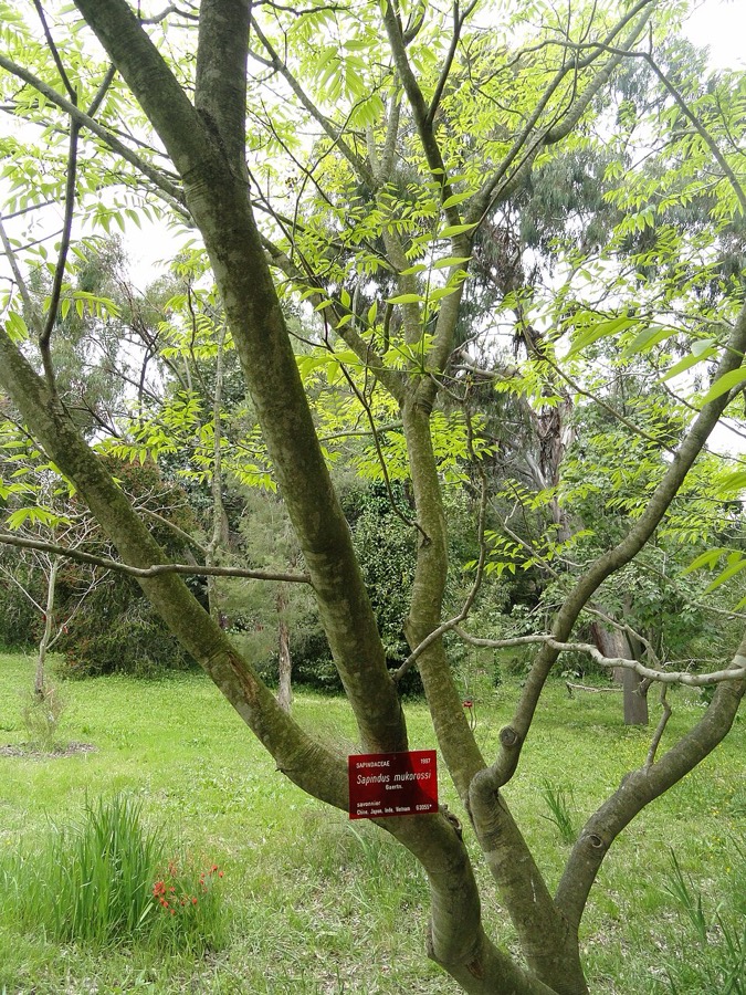 Ảnh minh hoạ Bồ Hòn (Sapindus mukorossi) 4