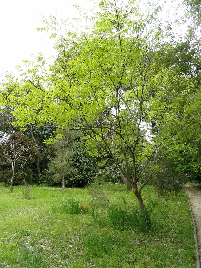 Ảnh minh hoạ Bồ Hòn (Sapindus mukorossi) 5