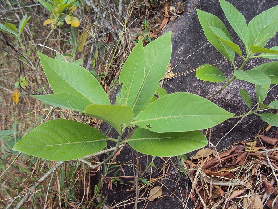 Ảnh minh hoạ Bời Lời Nhớt (Litsea glutinosa) 2