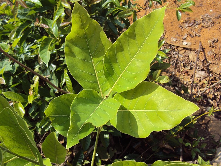 Ảnh minh hoạ Bời Lời Nhớt (Litsea glutinosa) 3