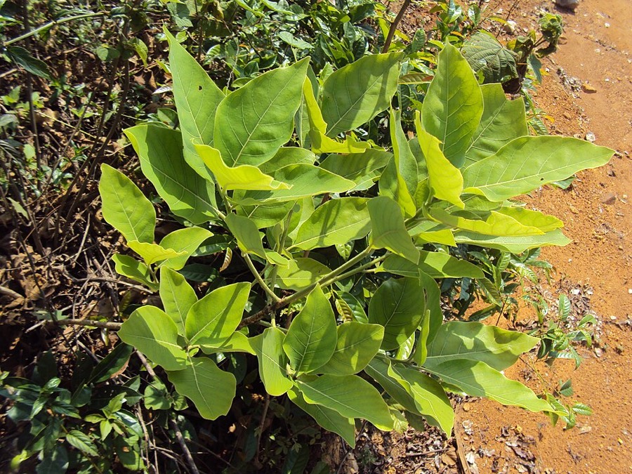 Ảnh minh hoạ Bời Lời Nhớt (Litsea glutinosa) 4