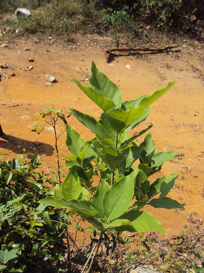 Ảnh minh hoạ Bời Lời Nhớt (Litsea glutinosa) 5