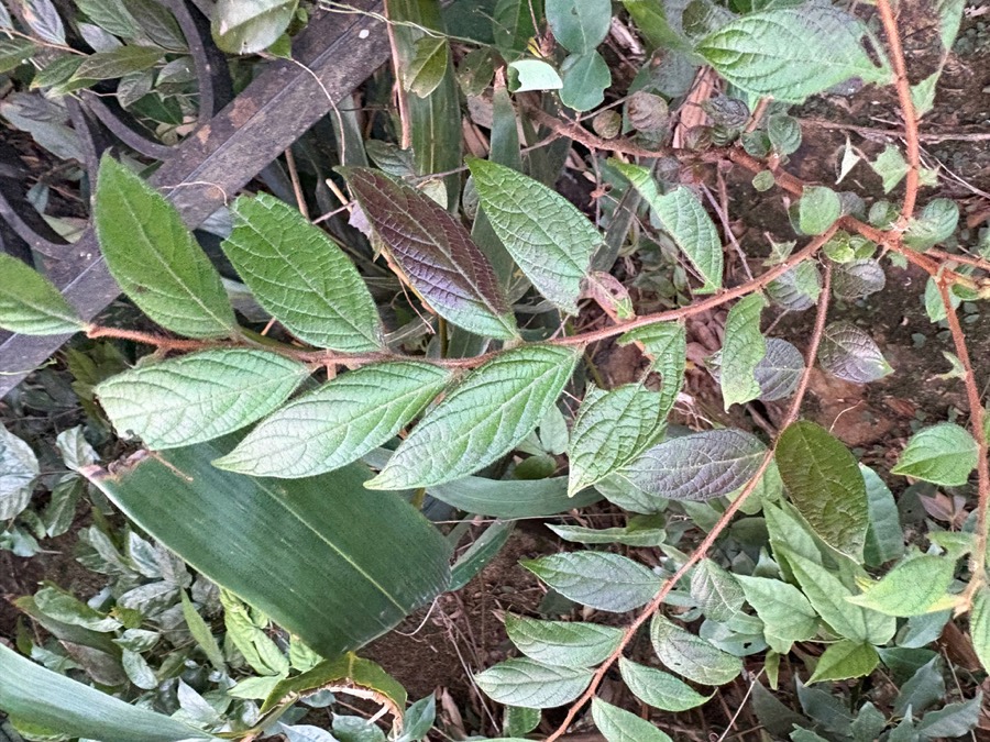Ảnh minh hoạ Bòn Bọt (Glochidion eriocarpum) 4