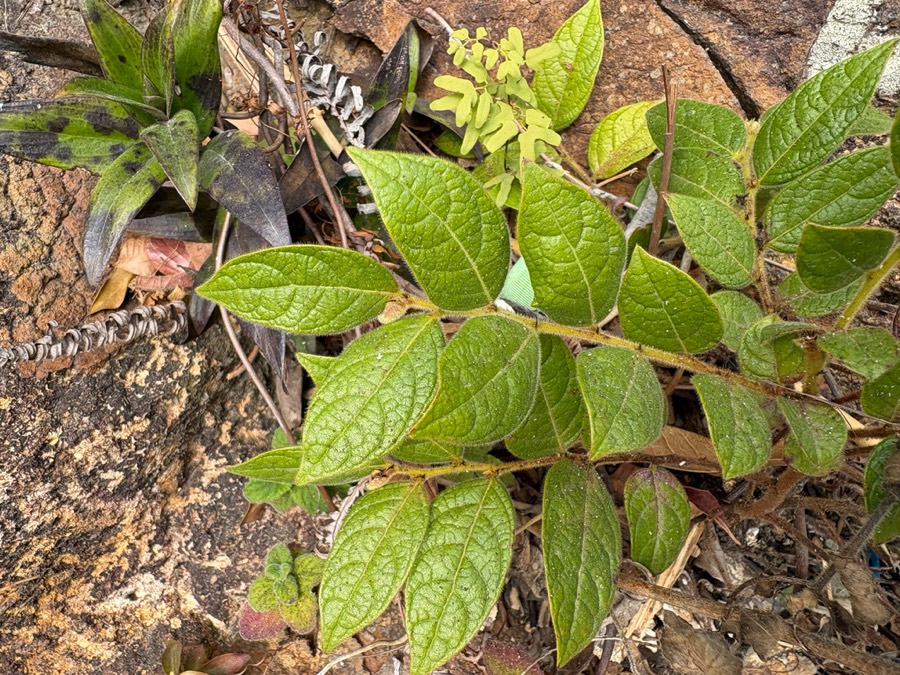 Ảnh minh hoạ Bòn Bọt (Glochidion eriocarpum) 5