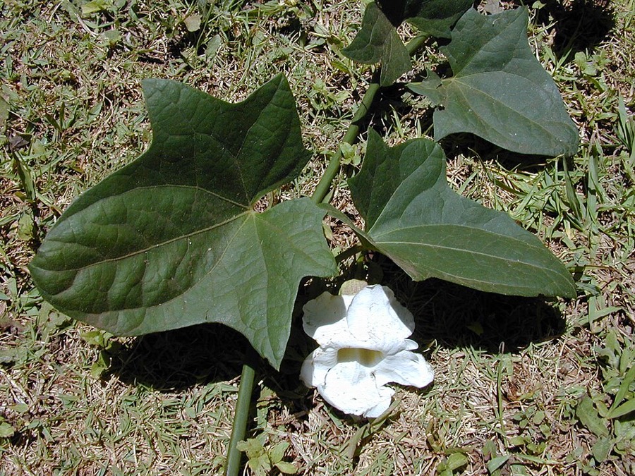 Ảnh minh hoạ Bông Báo (Thunbergia grandiflora) 4