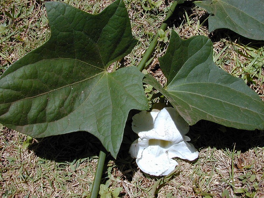 Ảnh minh hoạ Bông Báo (Thunbergia grandiflora) 5