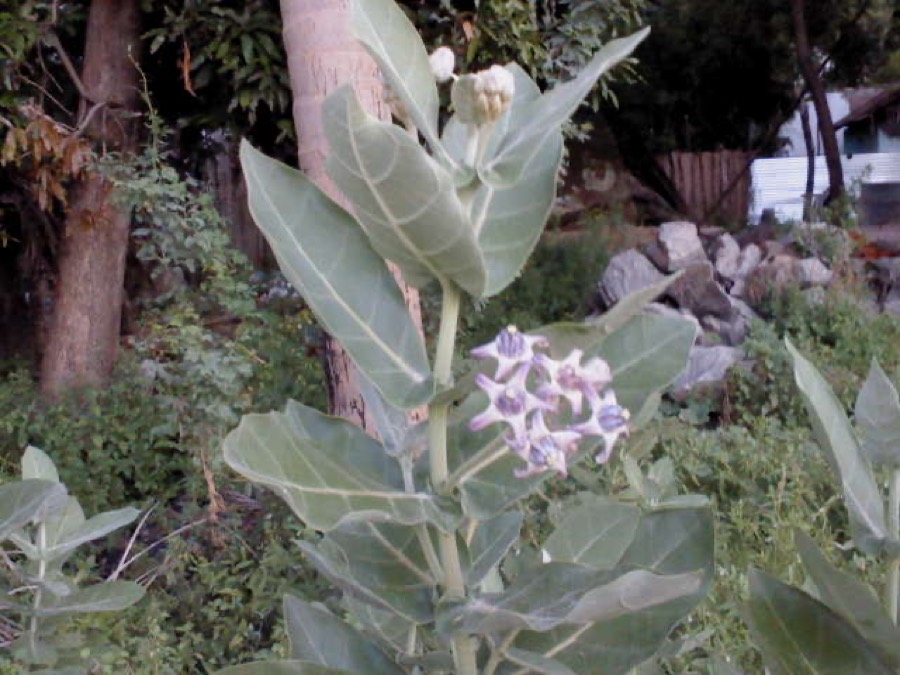 Ảnh minh hoạ Bồng Bồng (Calotropis gigantea) 4