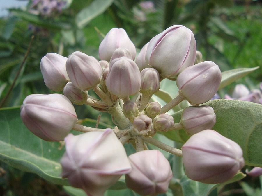 Ảnh minh hoạ Bồng Bồng (Calotropis gigantea) 5