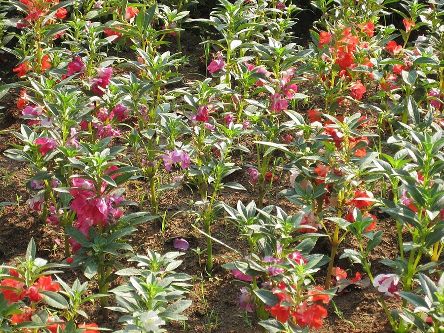 Ảnh minh hoạ Bóng Nước (Impatiens balsamina) 1