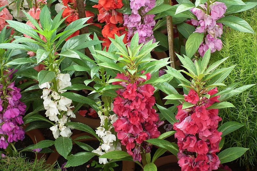 Ảnh minh hoạ Bóng Nước (Impatiens balsamina) 3