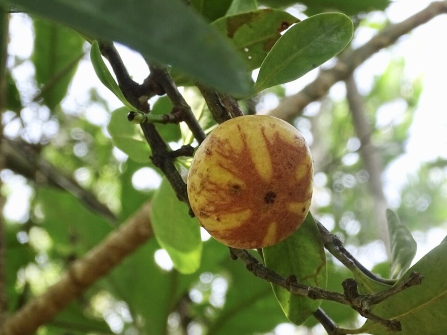Ảnh minh hoạ Bứa (Garcinia oblongifolia) 1