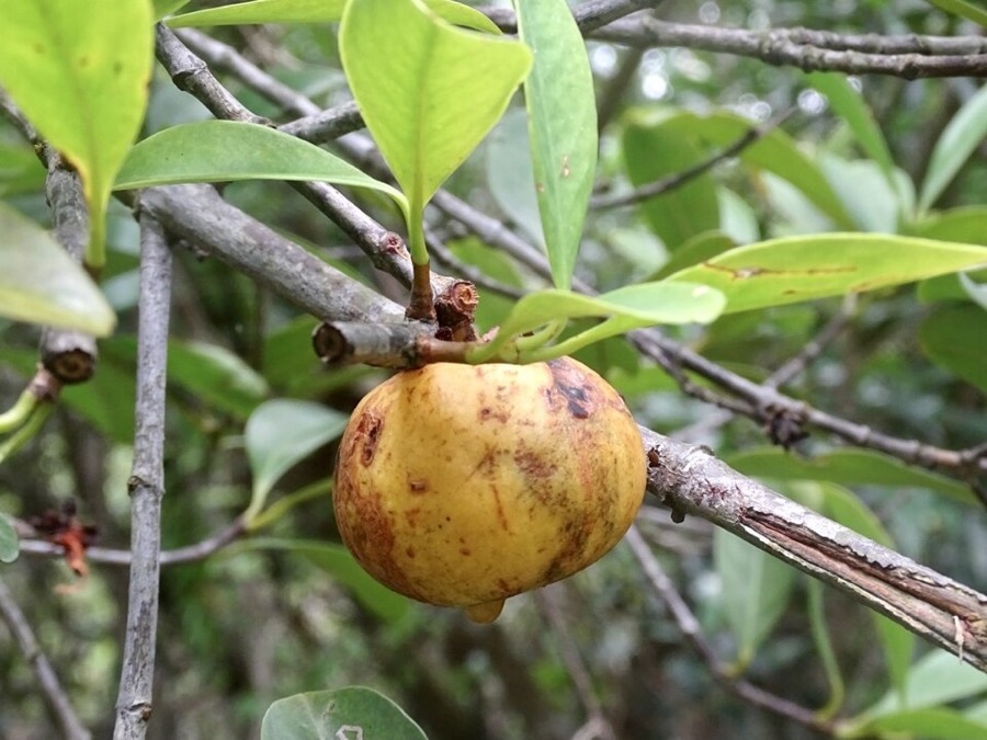 Ảnh minh hoạ Bứa (Garcinia oblongifolia) 2