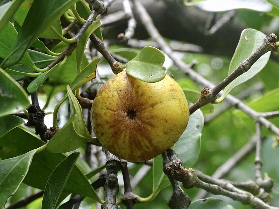Ảnh minh hoạ Bứa (Garcinia oblongifolia) 3