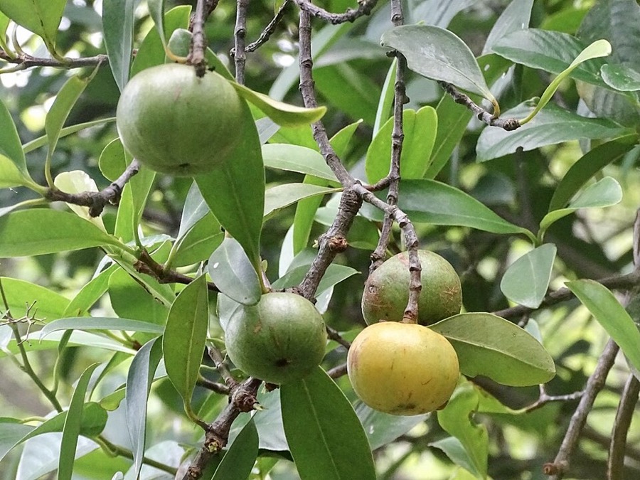 Ảnh minh hoạ Bứa (Garcinia oblongifolia) 4