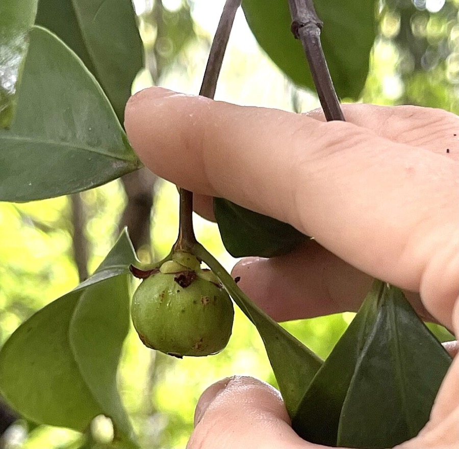 Ảnh minh hoạ Bứa (Garcinia oblongifolia) 5