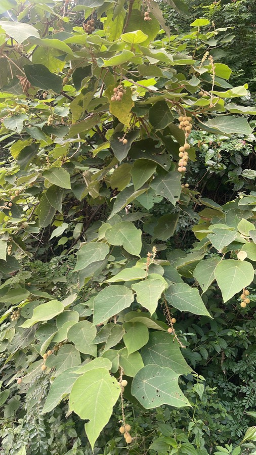 Ảnh minh hoạ Bùng Bục (Mallotus barbatus) 4