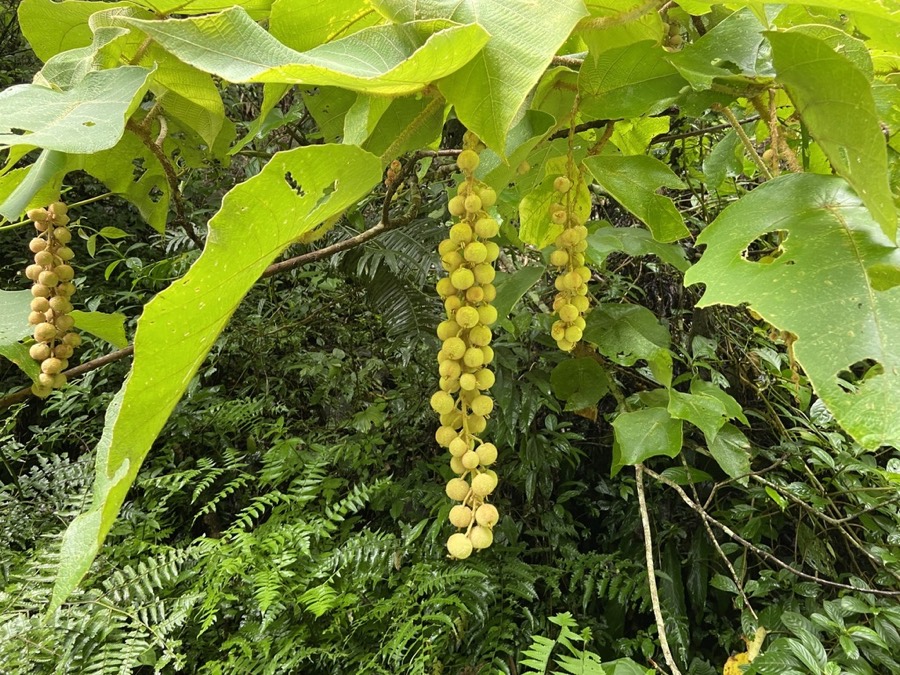 Ảnh minh hoạ Bùng Bục (Mallotus barbatus) 5