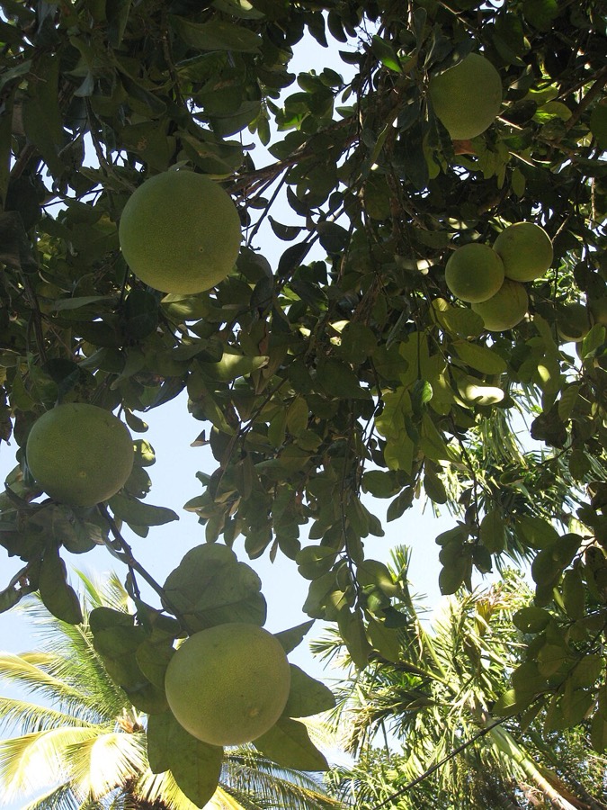 Ảnh minh hoạ Bưởi (Citrus maxima) 4