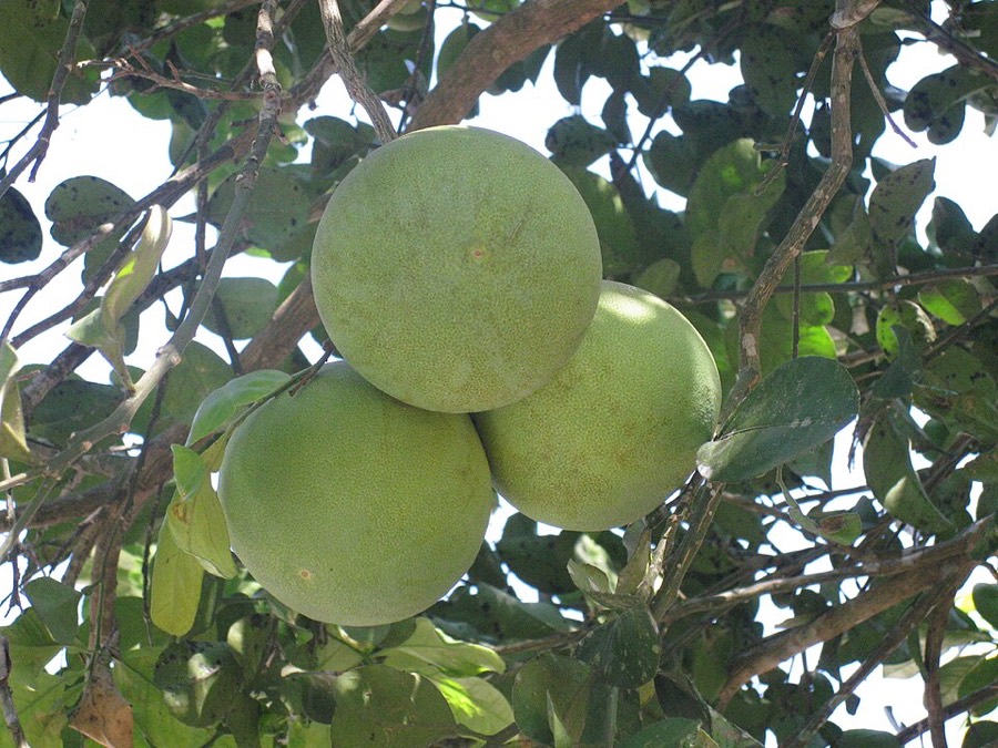 Ảnh minh hoạ Bưởi (Citrus maxima) 5