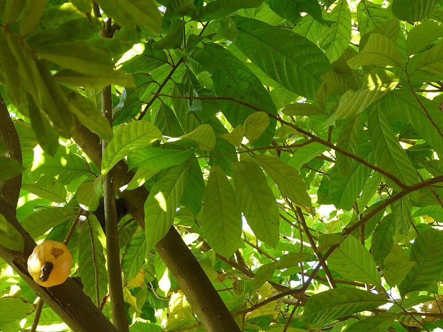 Ảnh minh hoạ Ca Cao (Theobroma cacao) 4