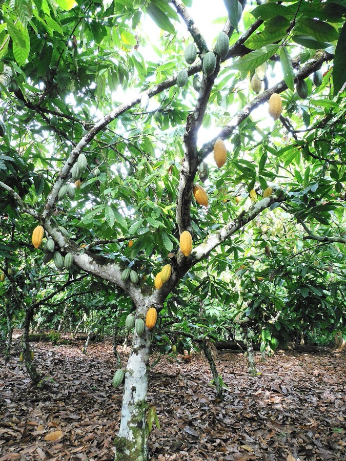Ảnh minh hoạ Ca Cao (Theobroma cacao) 5
