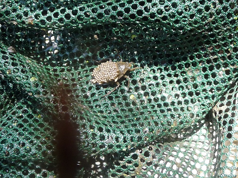 Ảnh minh hoạ Cà Cuống (Belostoma indica) 4