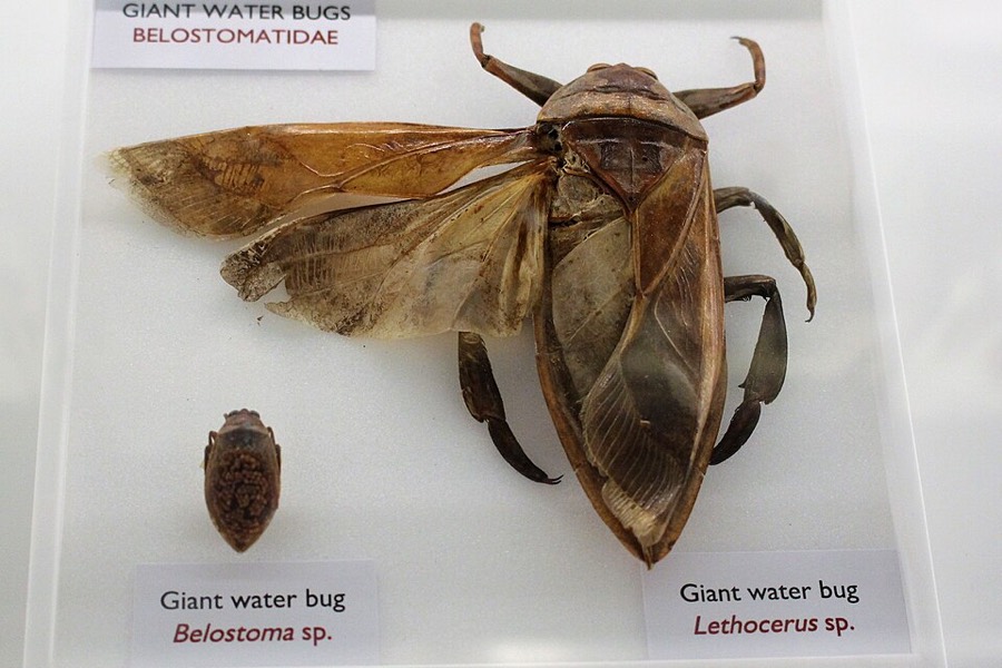Ảnh minh hoạ Cà Cuống (Belostoma indica) 5
