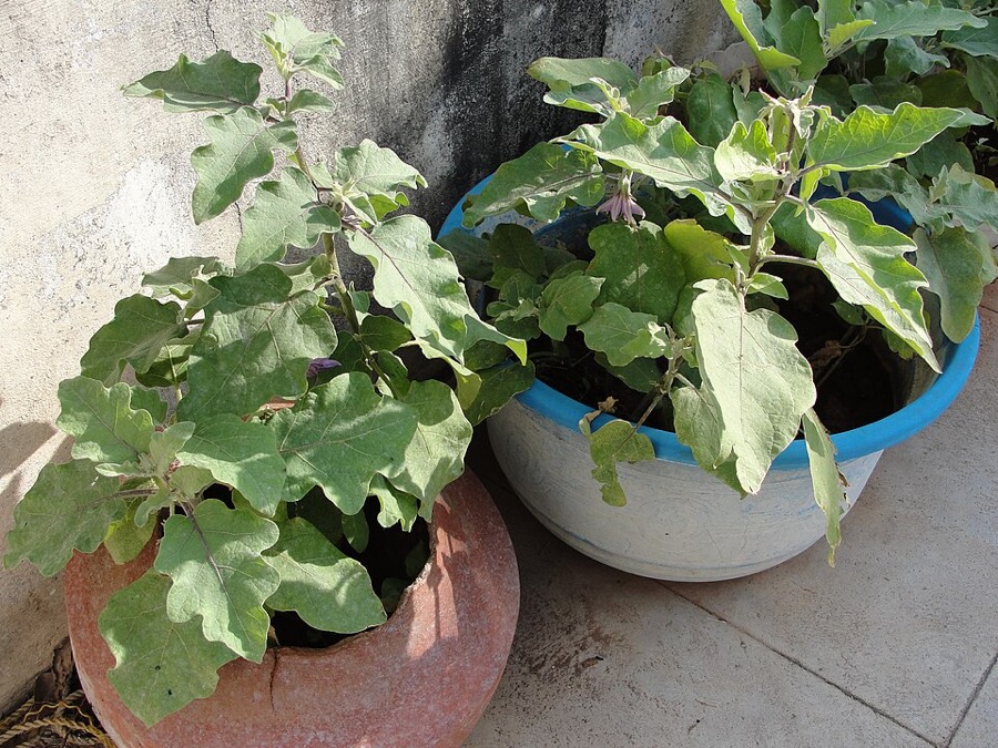 Ảnh minh hoạ Cà Dái Dê Tím (Solanum melongena) 4