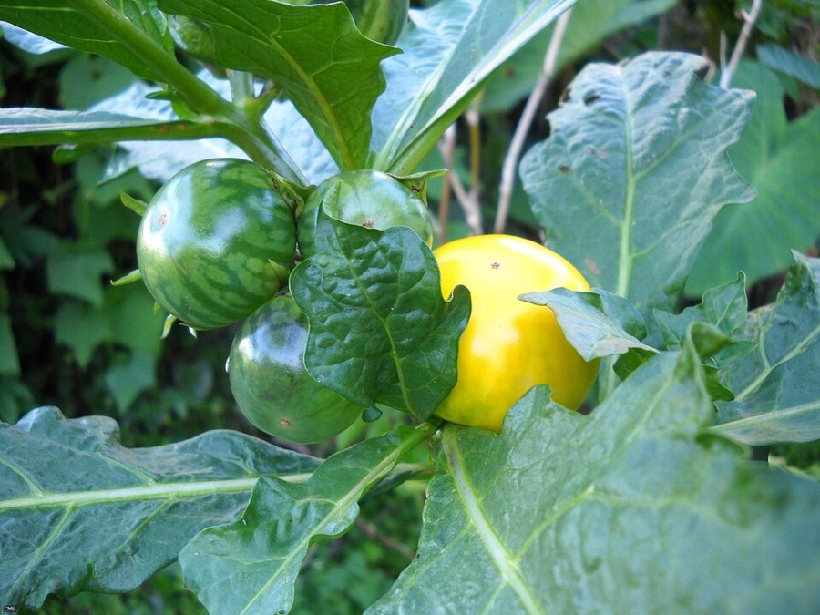 Ảnh minh hoạ Cà Dái Dê Tím (Solanum melongena) 5