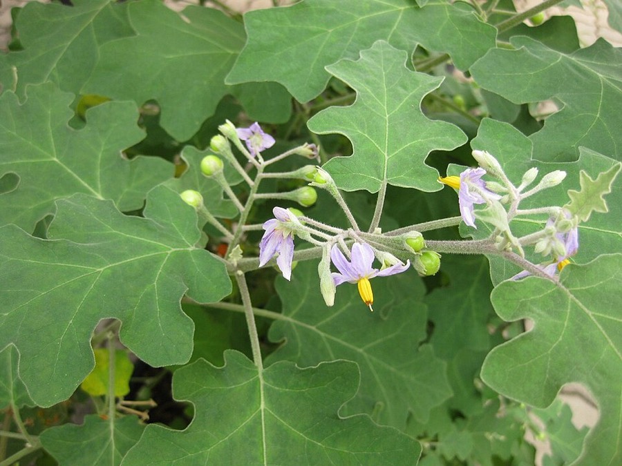 Ảnh minh hoạ Cà Dại Hoa Tím (Solanum indicum) 2
