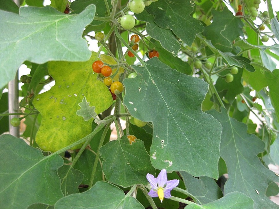 Ảnh minh hoạ Cà Dại Hoa Tím (Solanum indicum) 3