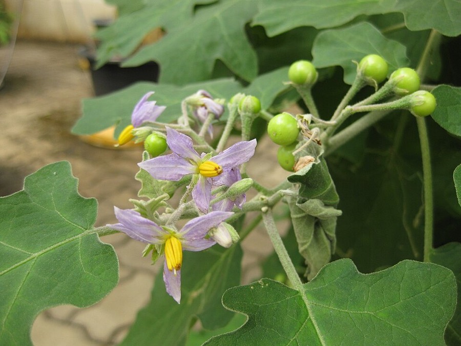 Ảnh minh hoạ Cà Dại Hoa Tím (Solanum indicum) 4