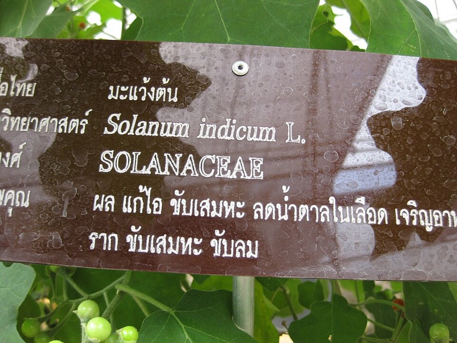 Ảnh minh hoạ Cà Dại Hoa Tím (Solanum indicum) 5