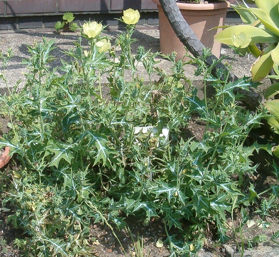 Ảnh minh hoạ Cà Dại Hoa Vàng (Argemone mexicana) 4