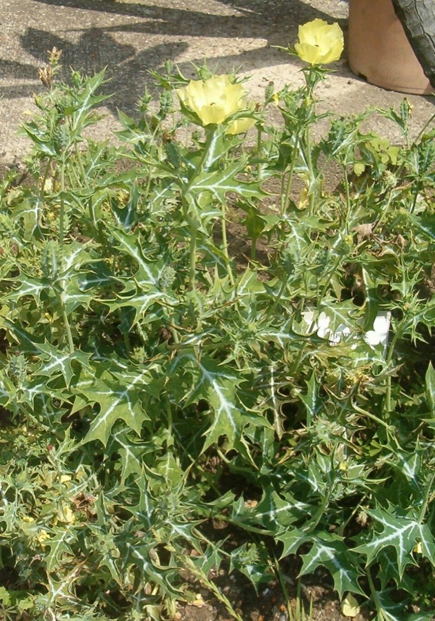 Ảnh minh hoạ Cà Dại Hoa Vàng (Argemone mexicana) 5