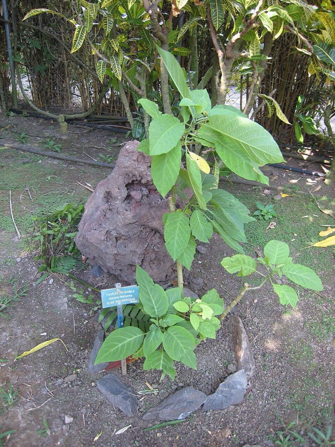 Ảnh minh hoạ Cà Độc Dược (Datura metel) 5