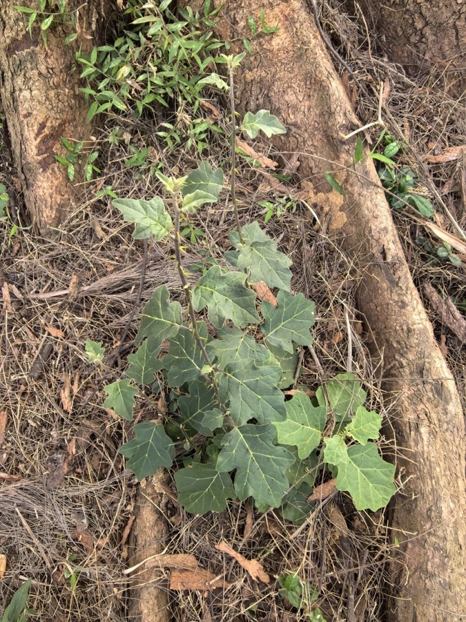 Ảnh minh hoạ Cà Gai Leo (Solanum procumbens) 1