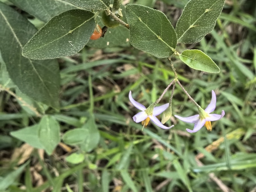 Ảnh minh hoạ Cà Gai Leo (Solanum procumbens) 2