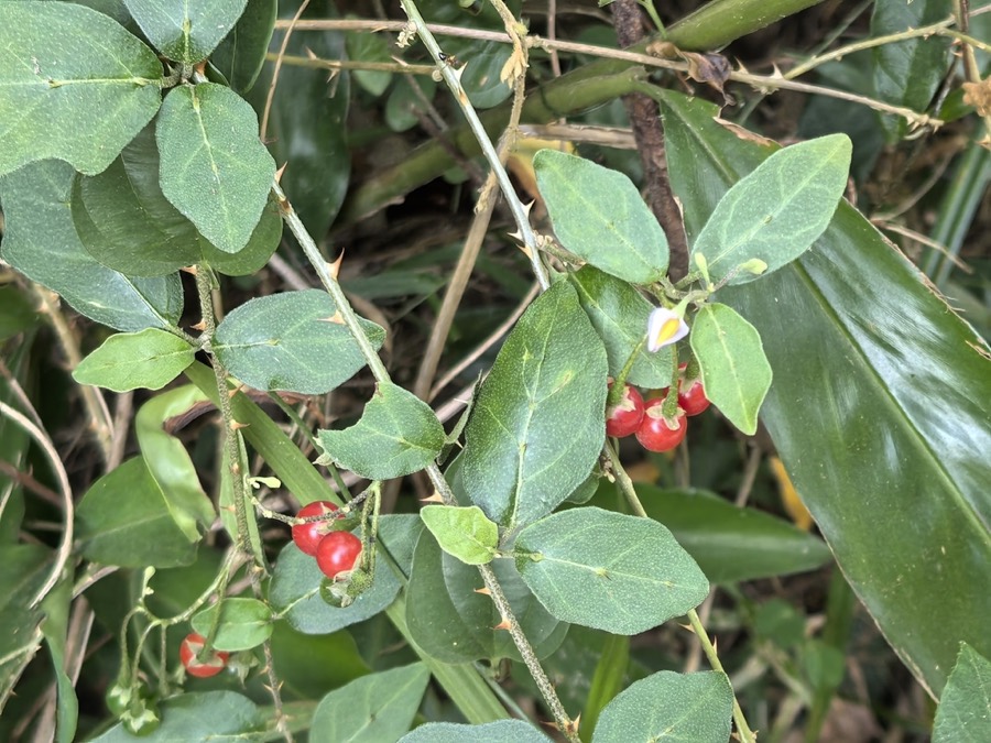 Ảnh minh hoạ Cà Gai Leo (Solanum procumbens) 3