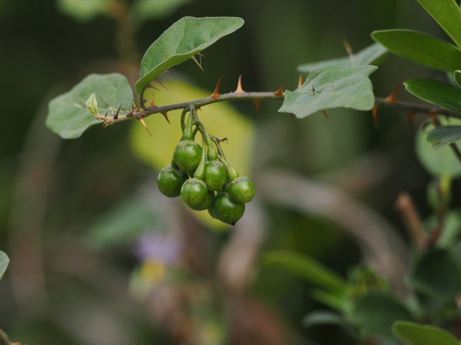 Ảnh minh hoạ Cà Gai Leo (Solanum procumbens) 4