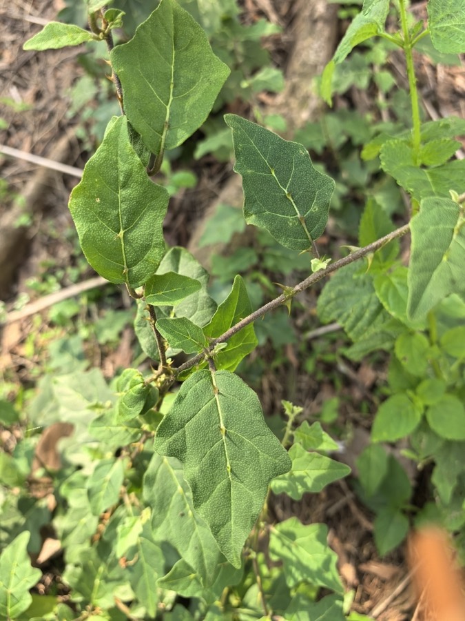 Ảnh minh hoạ Cà Gai Leo (Solanum procumbens) 5