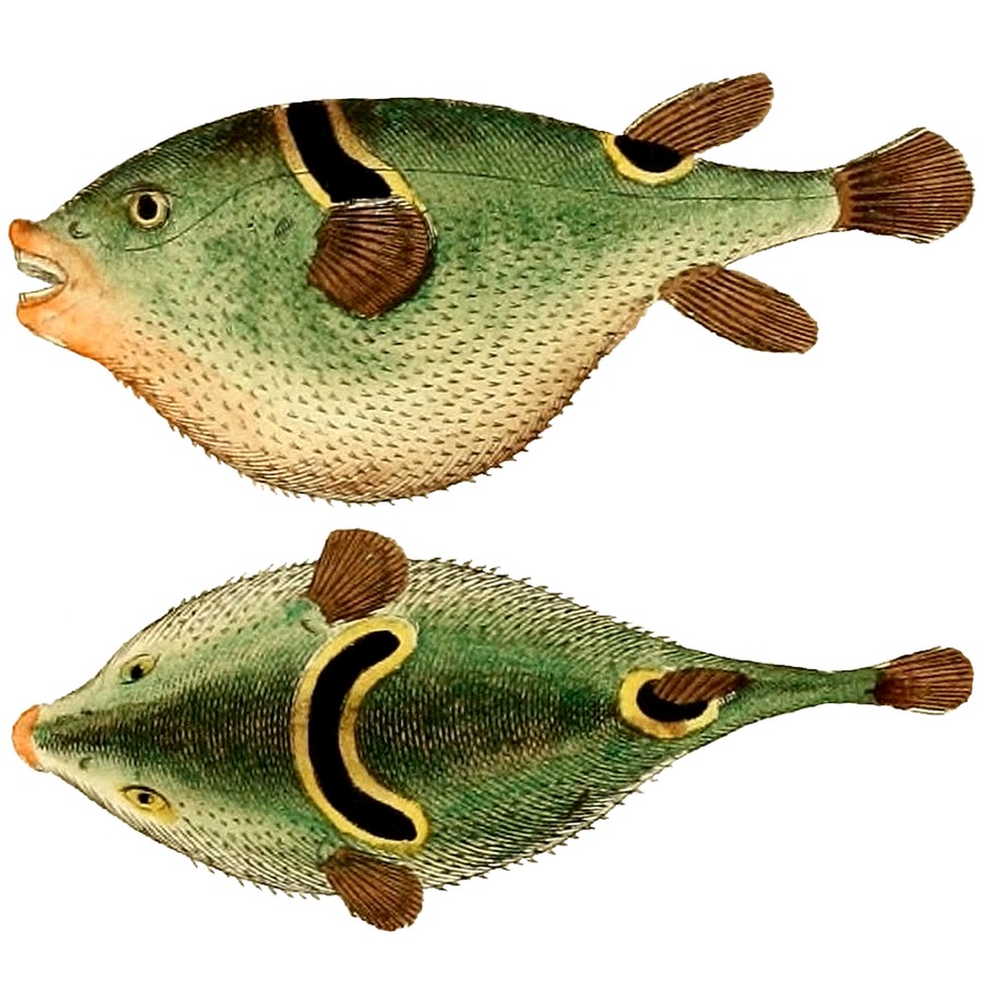 Ảnh minh hoạ Cá Nóc (Takifugu ocellatus) 4