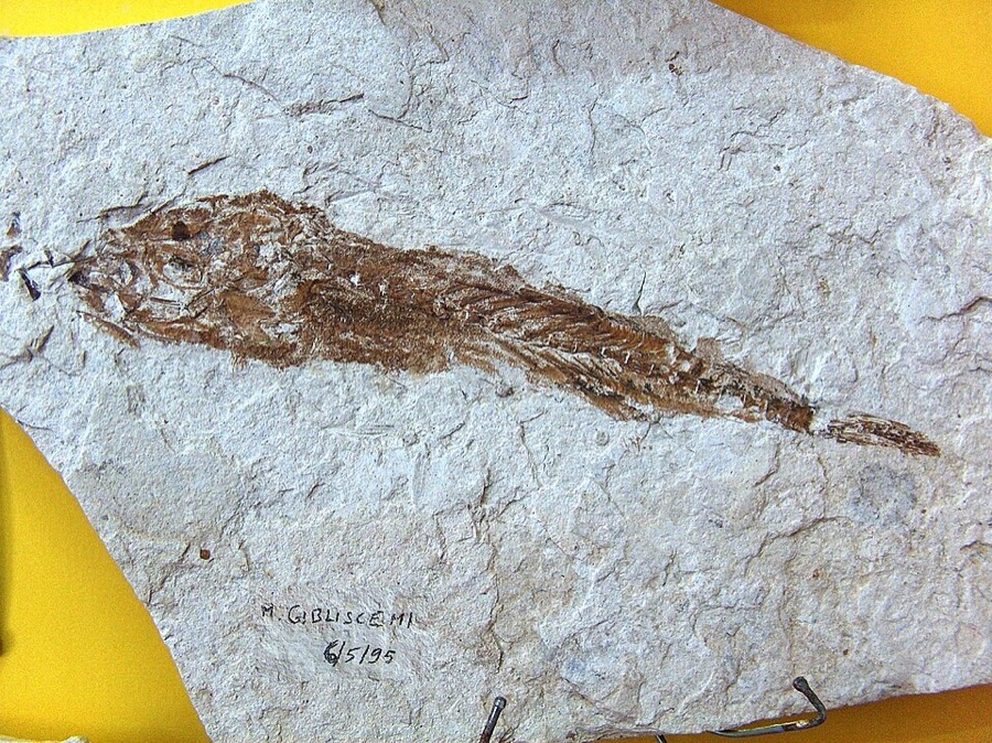 Ảnh minh hoạ Cá Nóc (Takifugu ocellatus) 5