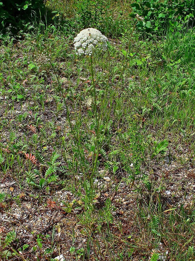 Ảnh minh hoạ Cà Rốt (Daucus carota) 4
