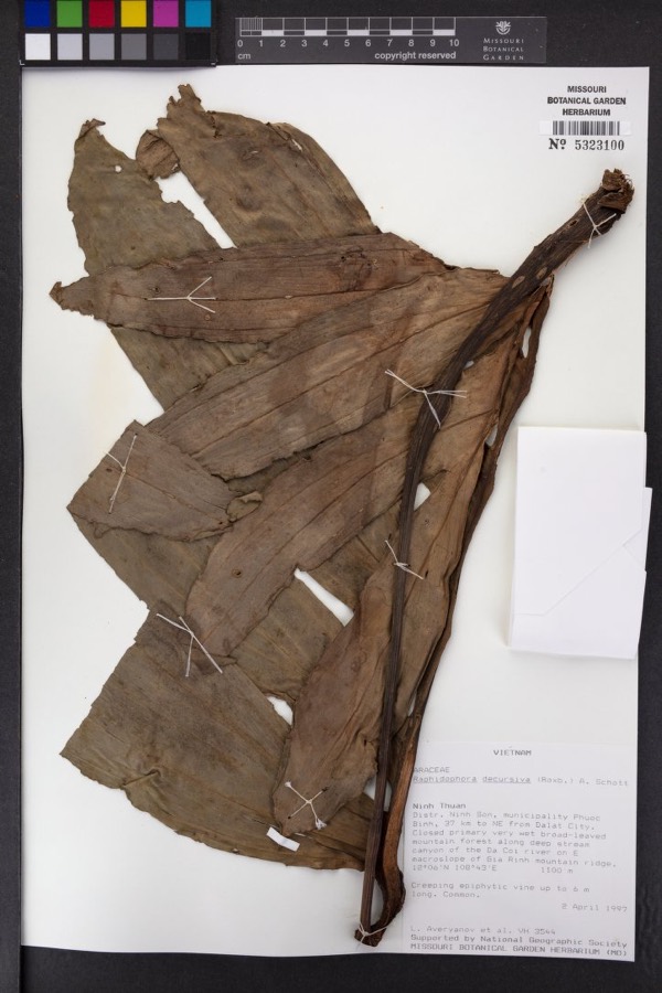 Ảnh minh hoạ Lân Tơ Uyn (Raphidophora decursiva) 4