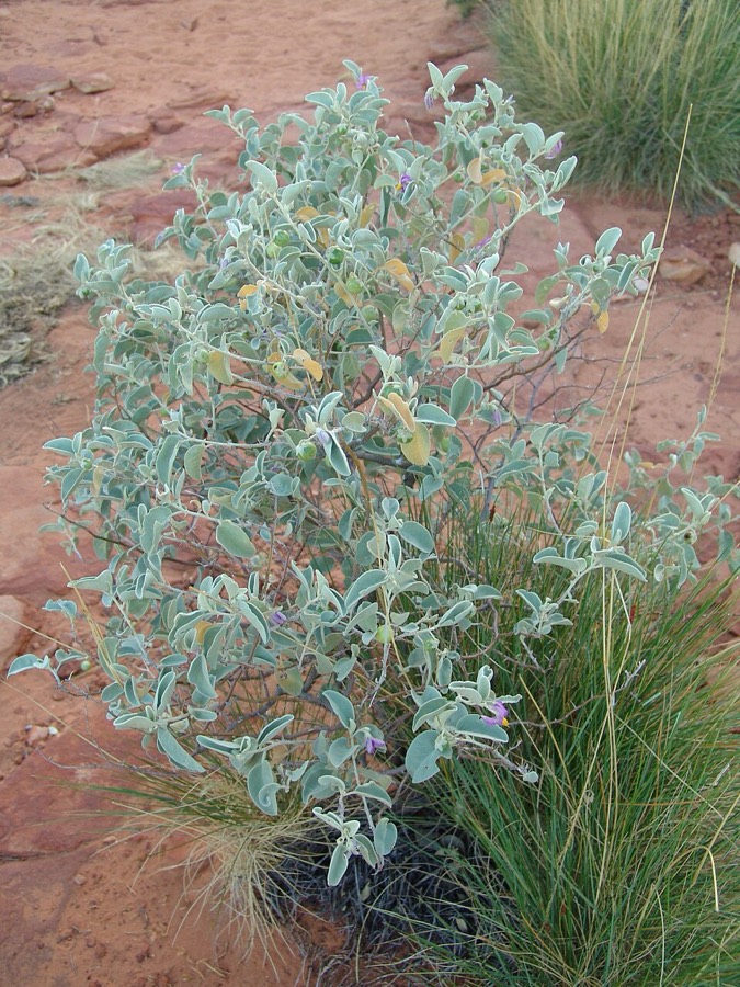 Ảnh minh hoạ Cà Tàu (Solanum xanthocarpum) 4